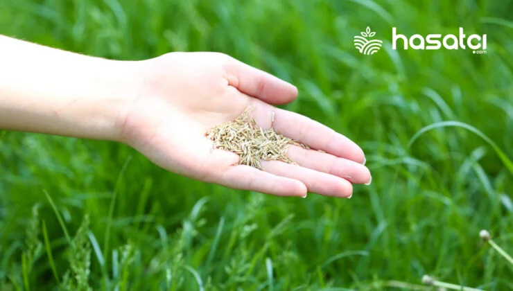 Çim Tohumu Sektöründe Sürdürülebilirlik Odaklı Yenilikler