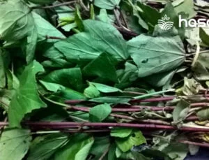 Gongura Nedir? Gongura Yararları ve Zararları Nelerdir?