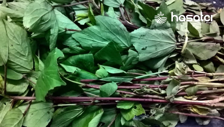 Gongura Nedir? Gongura Yararları ve Zararları Nelerdir?