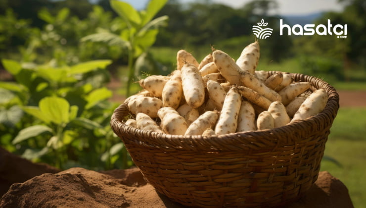 Jikama (Meksika Turpu) Nedir? Faydaları ve Zararlarını İnceleyelim