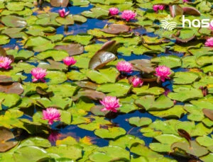 Lotus Nedir? Lotus Bitkisinin Yararları ve Zararları