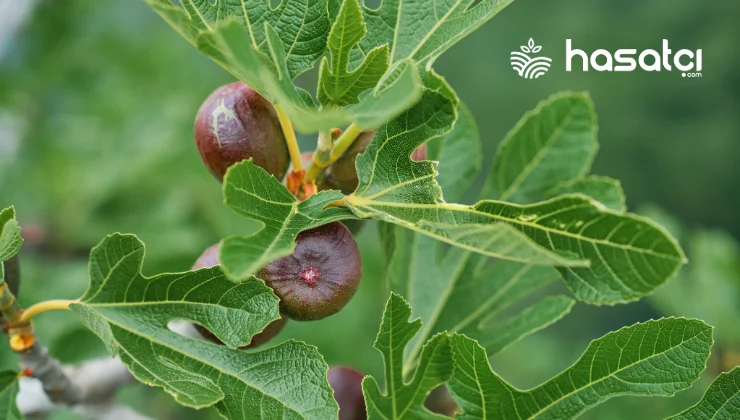 Maca Bitkisi Nedir? Faydaları ve Zararları Nelerdir?