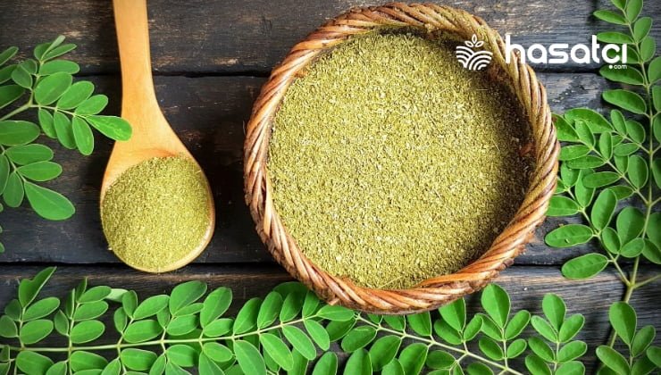 Moringa Nedir? Moringa Yararları ve Zararları Nelerdir?