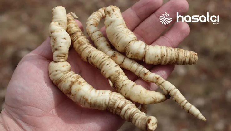 Skirret Bitkisi Nedir? Faydaları ve Zararları Nelerdir?