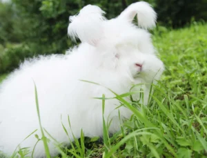 Ankara Tavşanı Nasıl Yetiştirilir?