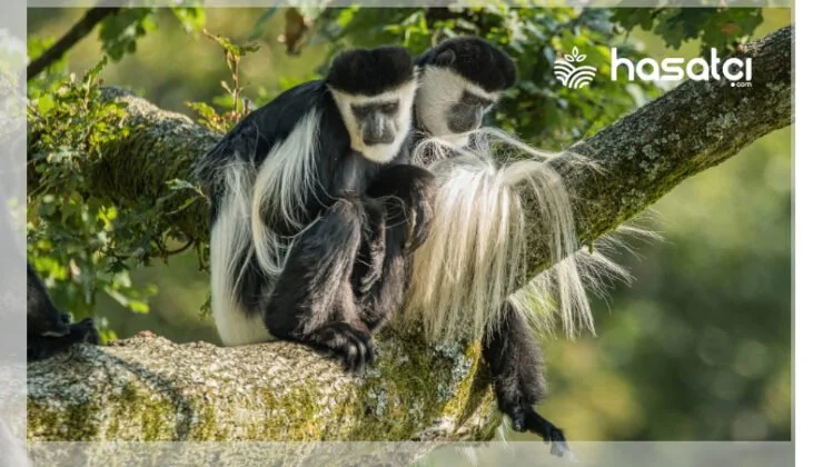 Afrika’nın Tropikal Ormanlarının Gizemli Sakinleri: Kolobus Maymunları ve Doğadaki Rolü