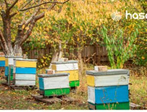 Yerel İklimlere Uyumlu Ana Arı Yetiştiriciliği