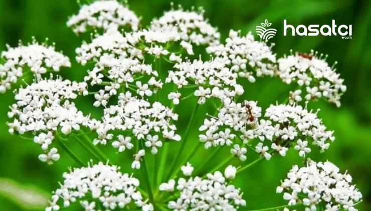 Anason Yetiştiriciliği Başarılı Ekim ve Bakım Teknikleri