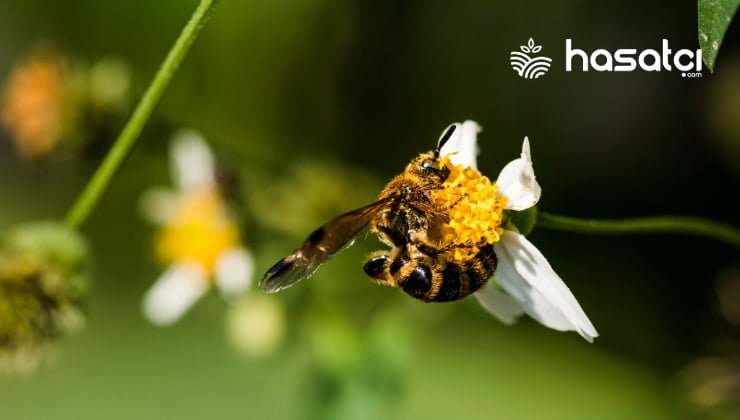 Asya Bal Arısı Apis Cerana Türü Hakkında Tüm Bilgiler