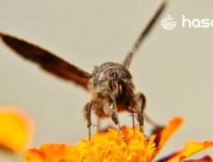 Dev Bal Arısı Apis Dorsata Türünün İncelemesi