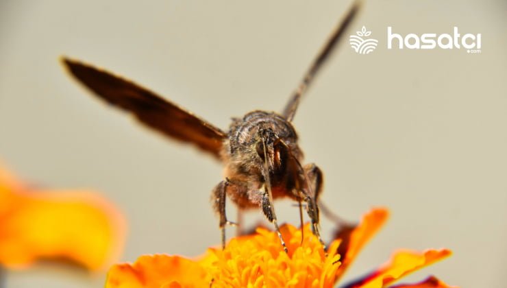 Dev Bal Arısı Apis Dorsata Türünün İncelemesi