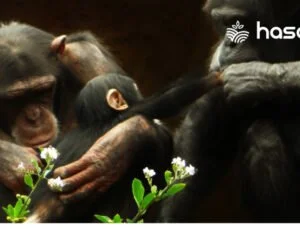 Şempanzeler: Türleri, Beslenme Alışkanlıkları, Yaşam Alanları ve Ekolojik Önemi