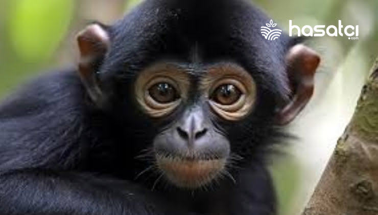 Örümcek Maymunları: Tropik Ormanların Usta Tırmanıcıları