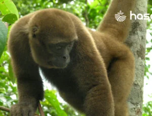 Yün Maymunları: Doğal Yaşamdan Beslenmeye, Ekolojik Rolünden Koruma Durumuna