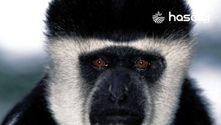 İskuiik Maymunları: Güney Amerika’nın Gizli Hazineleri