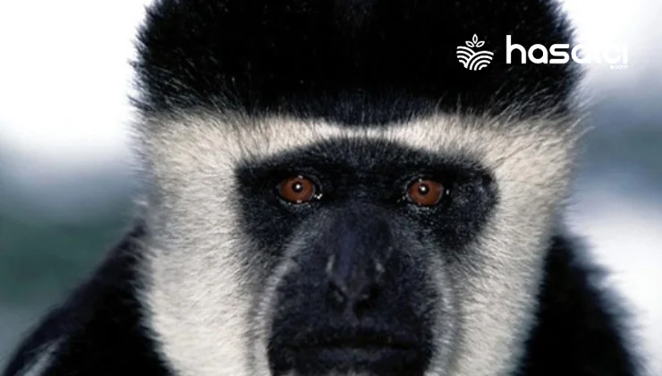 İskuiik Maymunları: Güney Amerika’nın Gizli Hazineleri