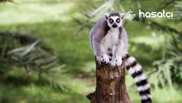 Halkalı Kuyruklu Lemurlar: Madagaskar’ın Nadide Mücevherleri