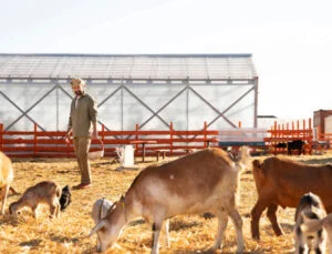 Hayvan Çiftliği Kurmak – Maliyetleri Nedir? Nasıl Yapılır?