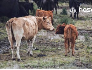 İnek Kaç Ayda Doğurur? İnek Doğum ve Sonrası Süreçler