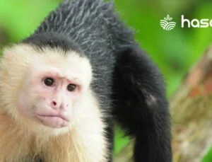 Kapuçin Maymunları: Tropikal Ormanların Zeki Sakinleri