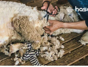 Koyun Kırkma Nasıl Yapılır? Ne Zaman Yapılmalıdır?