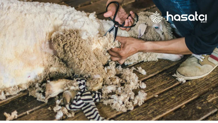 Koyun Kırkma Nasıl Yapılır? Ne Zaman Yapılmalıdır?