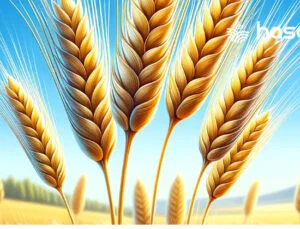 Türkiye, Makarnalık Buğday Üretimi ve İhracatında Dünya Lideri Oldu