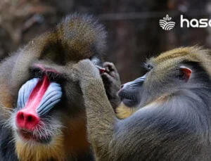 Mandriller: Afrika’nın Renkli Primatları ve Doğadaki Yeri