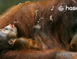 Orangutanların Gizli Dünyası: Türleri, Yaşam Biçimleri ve Ekosistemdeki Rolleri