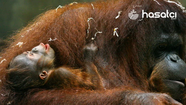 Orangutanların Gizli Dünyası: Türleri, Yaşam Biçimleri ve Ekosistemdeki Rolleri