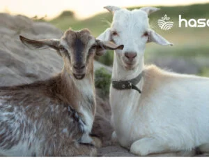 Tunceli Ovacık’ta Baharla Birlikte Koyun ve Keçi Yetiştiriciliği Canlandı