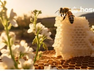 Arı Sağlığı: Korunma ve Tedavi Yöntemleri