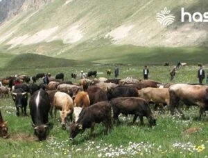Erzurum’da Ters Göçle Beraber Hayvancılık Yeniden Canlanıyor