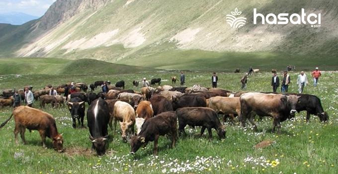 Erzurum’da Ters Göçle Beraber Hayvancılık Yeniden Canlanıyor